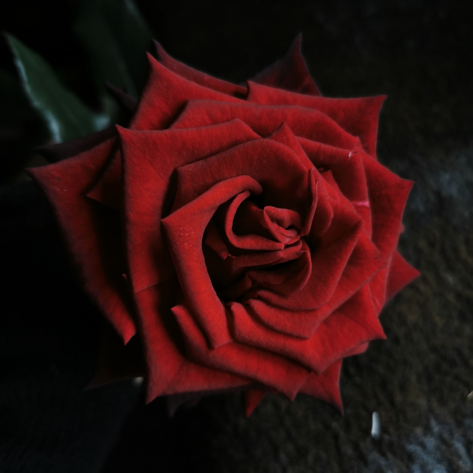 Janura Rose